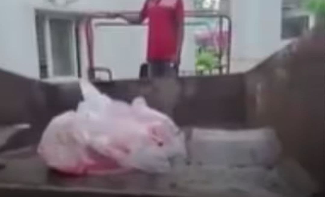 छतरपुर में शव के साथ शर्मनाक लापरवाही! कचरा वाहन से ले जाने का VIDEO वायरल, CMHO ने मांगी रिपोर्ट