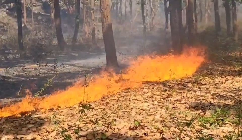 जंगल में लगी आग से मची अफरा-तफरी, ग्रामीणों ने दिखाई जागरूकता और साहस
