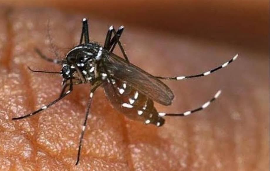 चौपारण में डेंगू का डंक! सैकड़ों लोग बीमार, मच्छरों के आगे बेबस स्वास्थ्य विभाग