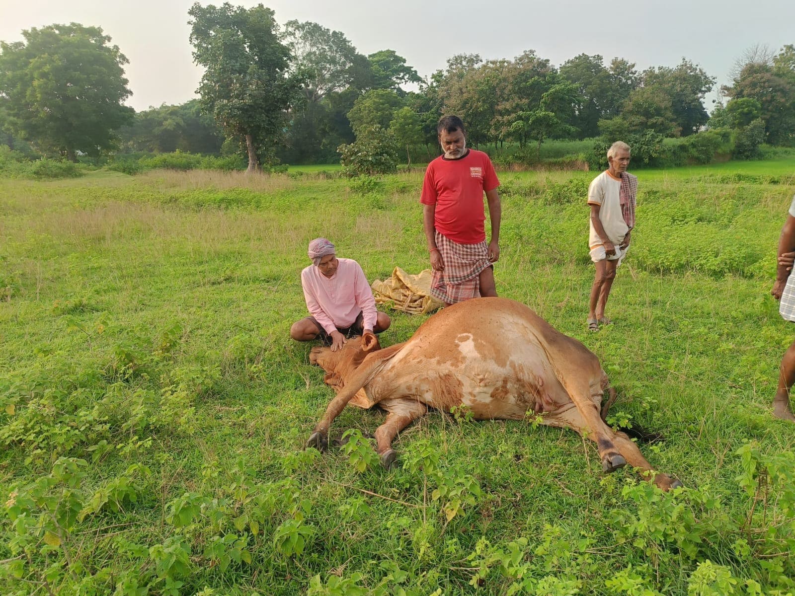 सोंढ़ गांव में वज्रपात से गाय की मौत, पशुपालक को हुआ आर्थिक नुकसान, प्रशासन से मुआवजे की मांग