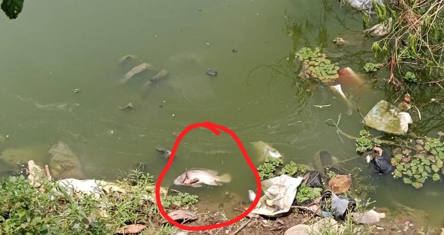 ओकनी तालाब में पानी फल के लिए विषैला रसायन छिड़काव से मर गई कई क्विंटल मछलियां