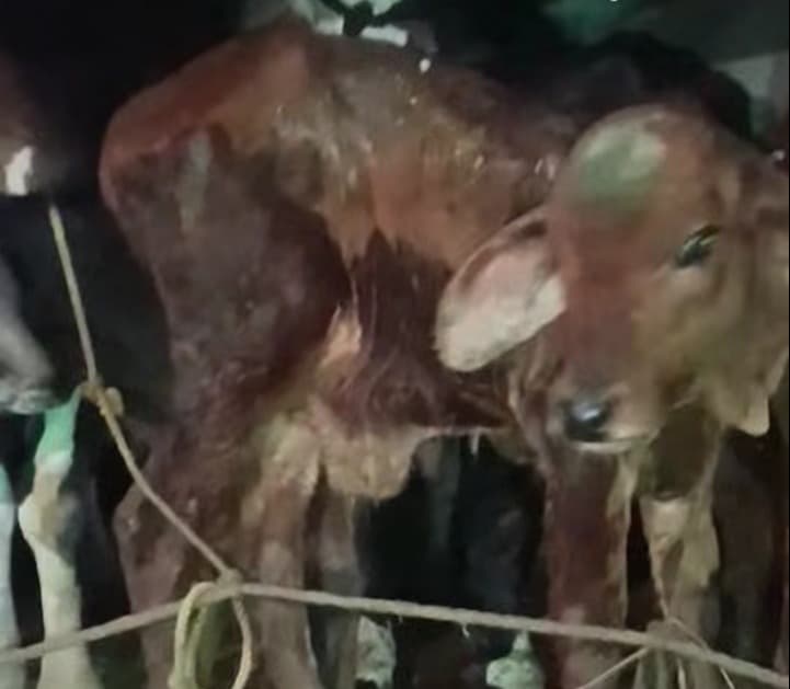 चौपारण में मवेशी लदे दो ट्रक पकड़े जाने से पशु तस्करी को लेकर उठे सवाल