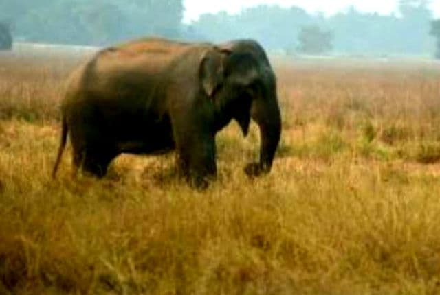 जंगली हाथी का तांडव, खेत में काम कर रही महिला को कुचलकर मार डाला