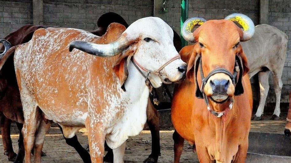 गाय से टकराई सरकारी डॉक्टर की कार, भीड़ ने पीटा और गाड़ी में की तोड़फोड़