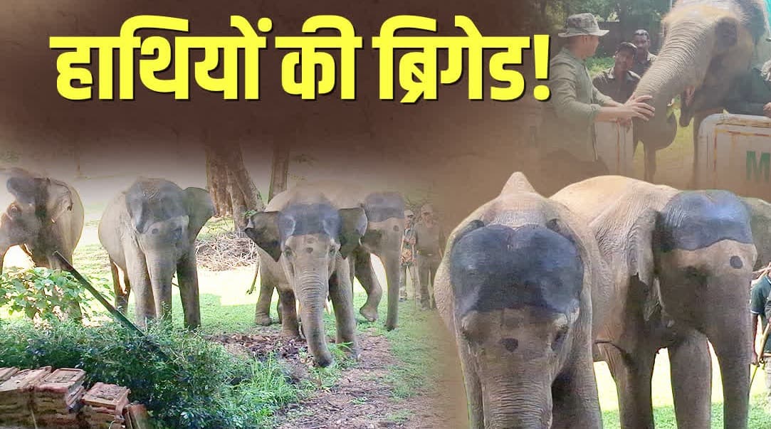 घायल वन्यजीवों के रेस्क्यू में तैनात हुई एलिफेंट ब्रिगेड