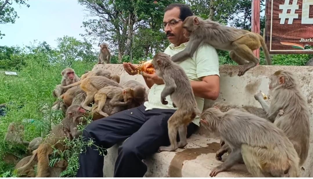 बंदरों के बीच अपनी छुट्टियां बिताते हैं जमशेदपुर के ‘मंकी मैन’ संजय सरोज