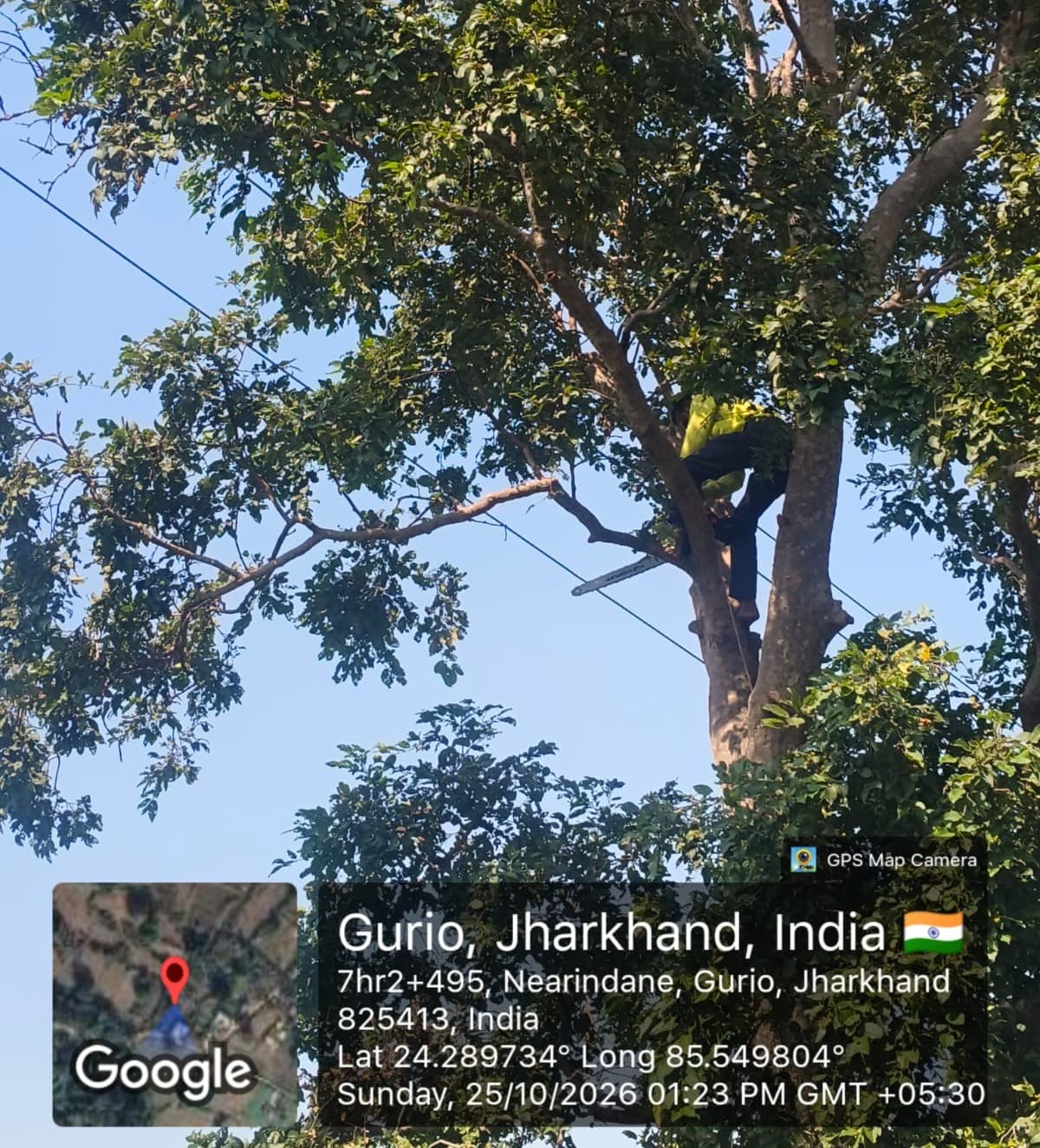 बरही के गुड़ियो-विजैया में बिजली तारों के आसपास पेड़ों की छंटाई