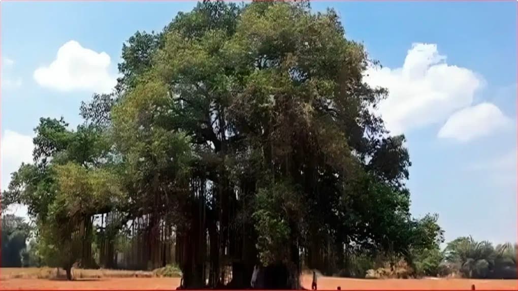 300 साल पुराना विशाल बरगद बना आकर्षण का केंद्र, 7 पीढ़ियों से आदिवासी कर रहे पूजा