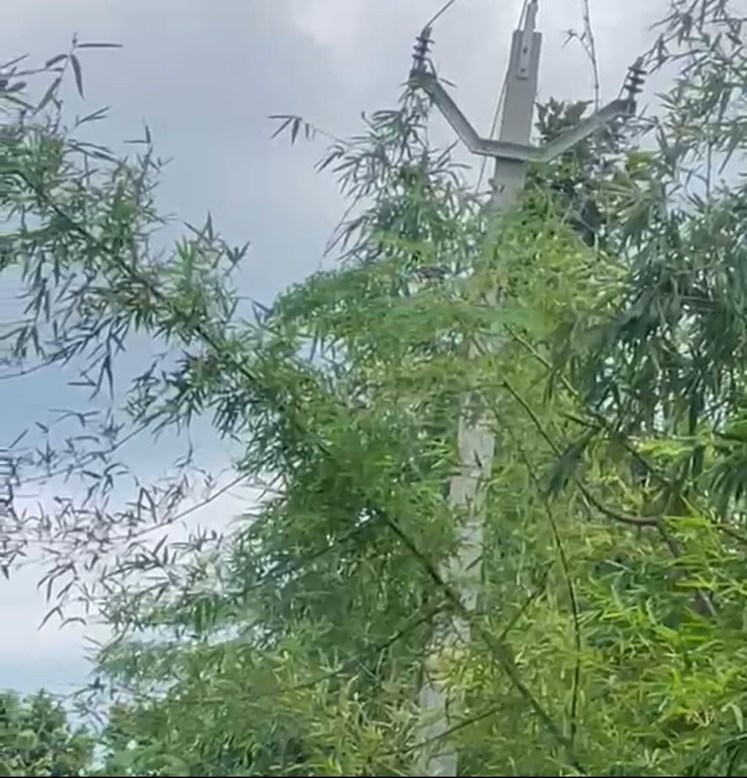 जंगल में गाड़े गए पोल, पेड़ कटे और वनपाल एक-दूसरे के पाले में डालते रहे गेंद