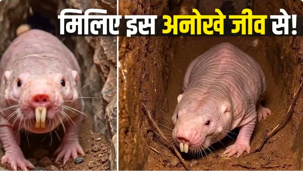 प्रकृति का 'सुपरहीरो' नेकेड मोल रैट: न दर्द, न बुढ़ापा, न ऑक्सीजन की फिक्र