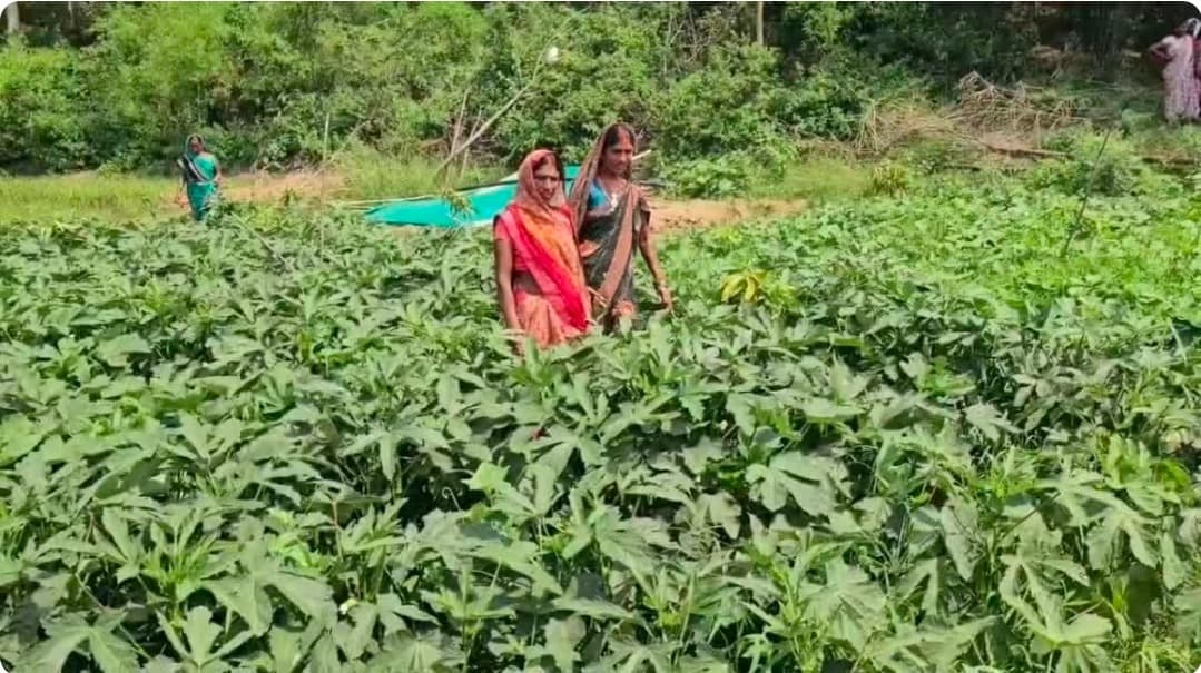 हजारीबाग में मिश्रित खेती से आत्मनिर्भर बन रही महिलाएं