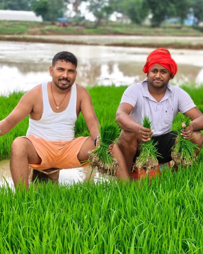 मानसून की पहली बारिश से खेतों में लौटी रौनक, गरजामु और डुमरियाडीह सहित कई गांवों में शुरू हुई धान की रोपाई
