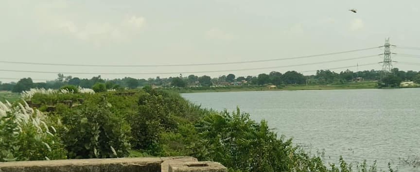 विभाग की लापरवाही : जरहिया डैम के गार्डवाल में उगे पौधे, खतरे की आहट