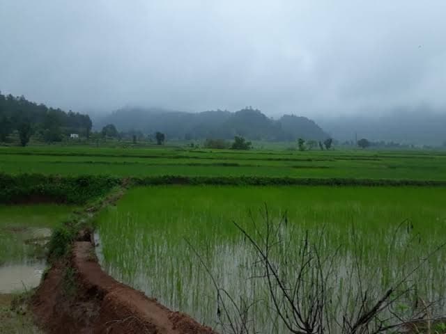 बारिश से खेतों में लौटी रौनक, किसानों की बढ़ी खरीफ फसल की उम्मीद