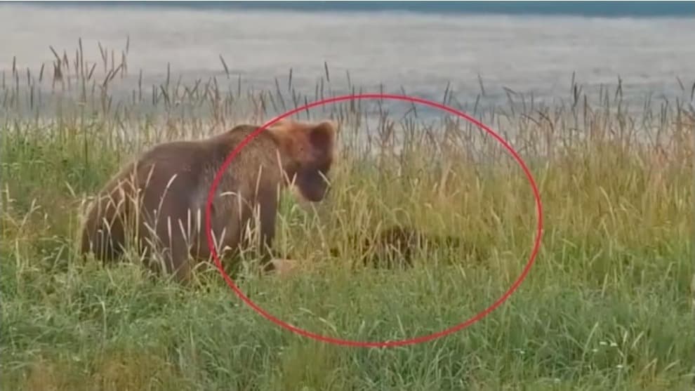 अलास्का के कटमई नेशनल पार्क में खौफनाक घटना, मादा भालू ने दूसरे भालू के बच्चे को मारकर खाया