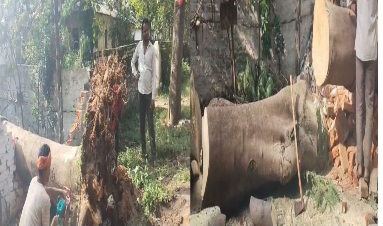कार्मल चौक-पीटीसी मार्ग पर सरकारी क्वार्टर पर गिरा वन विभाग का विशाल पेड़; गाड़ियाँ और बाउंड्री वॉल क्षतिग्रस्त, बड़ा हादसा टला