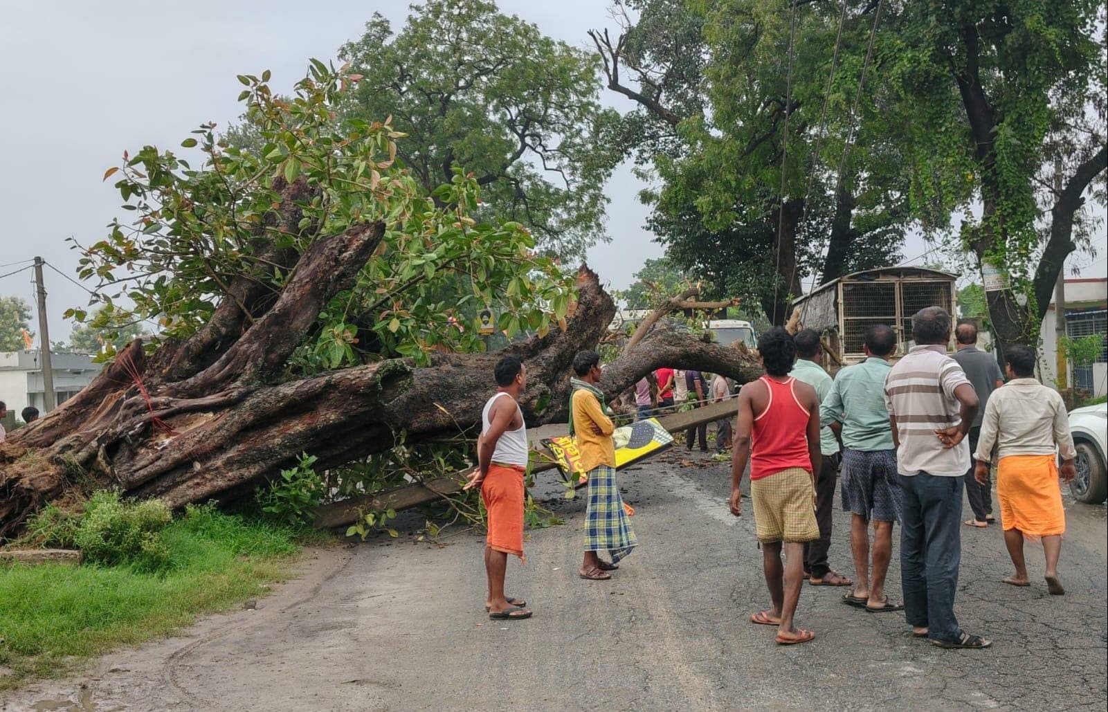 चौपारण–चतरा मुख्य मार्ग पर देर रात गिरा सूखा पेड़, घंटों बाधित रहा आवागमन 
