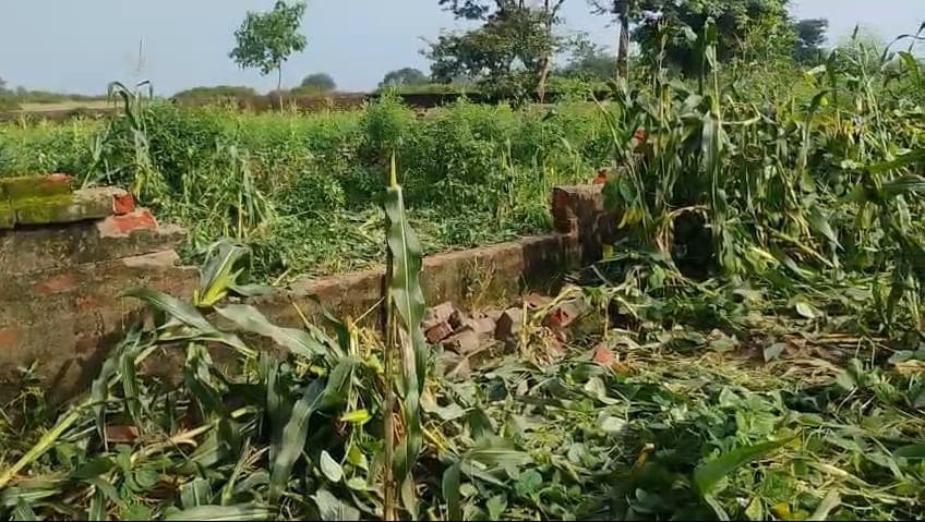 26 गजराजों का 'रात का तांडव': फसलों पर फेरा पानी, ढहाए आशियाने; विष्णुगढ़ में खौफ का पहरा