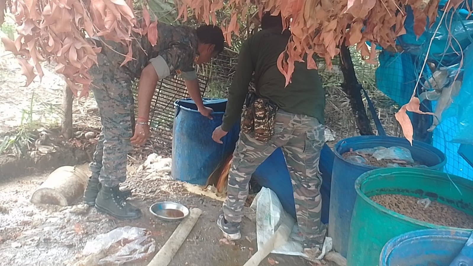 चौपारण में शराब माफियाओं की कमर टूटी, 8,800 किलो जावा महुआ नष्ट, 1200 लीटर शराब जब्त