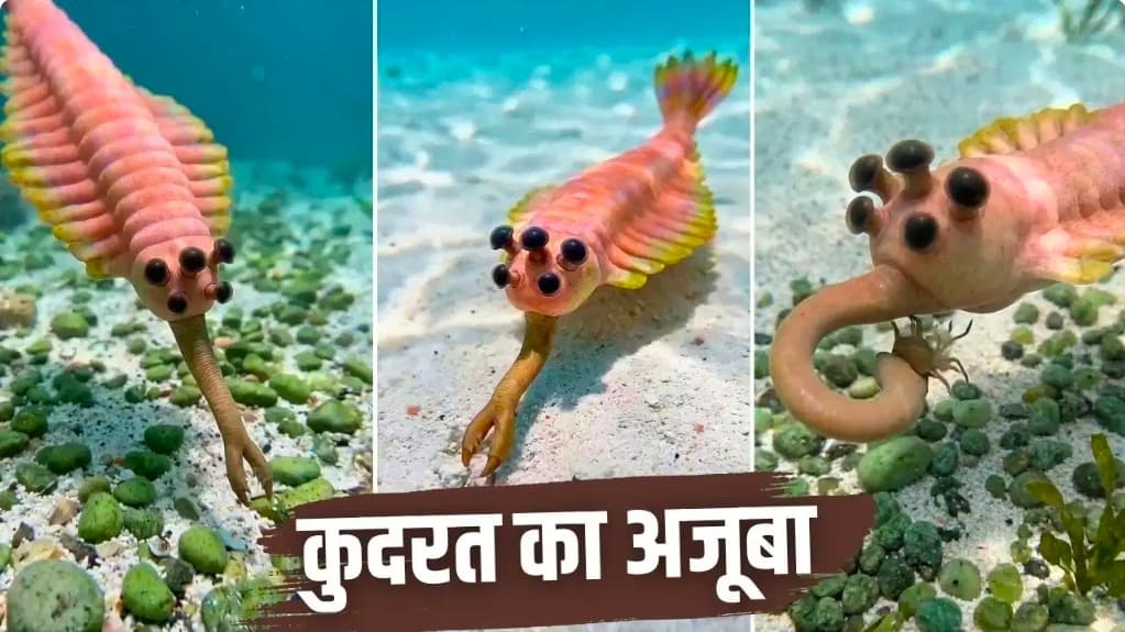 5 आंखें, सूंड और 15 जोड़ी पंख... 50 करोड़ साल पहले समंदर में रहता था अनोखा जीव