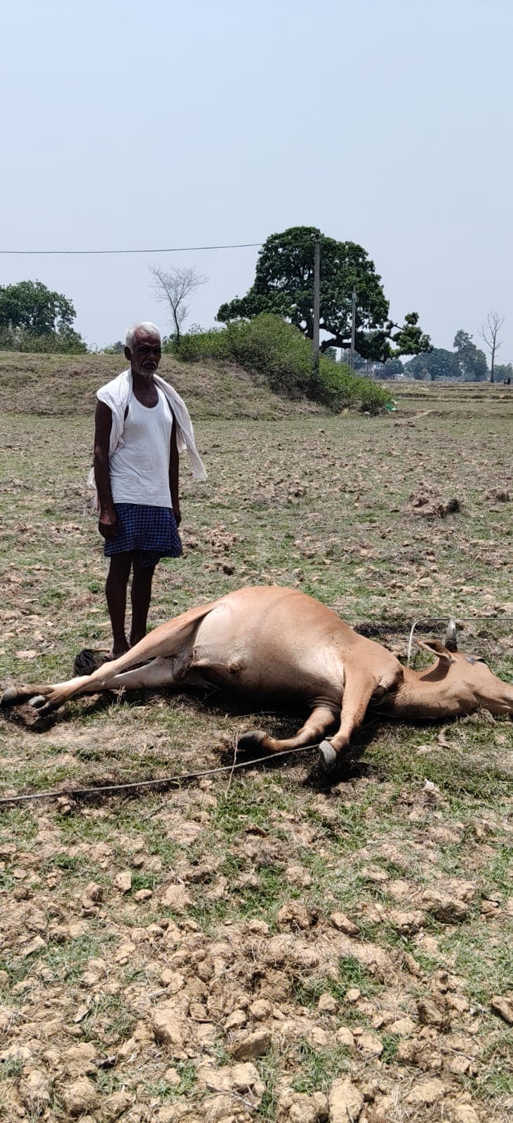 करंट लगने से गाय की मौत 
