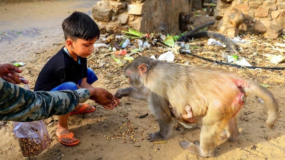 बंदरों को फ्रूटी-लड्डू खिलाना पड़ सकता है भारी, जयपुर में फैल रही गंभीर बीमारी