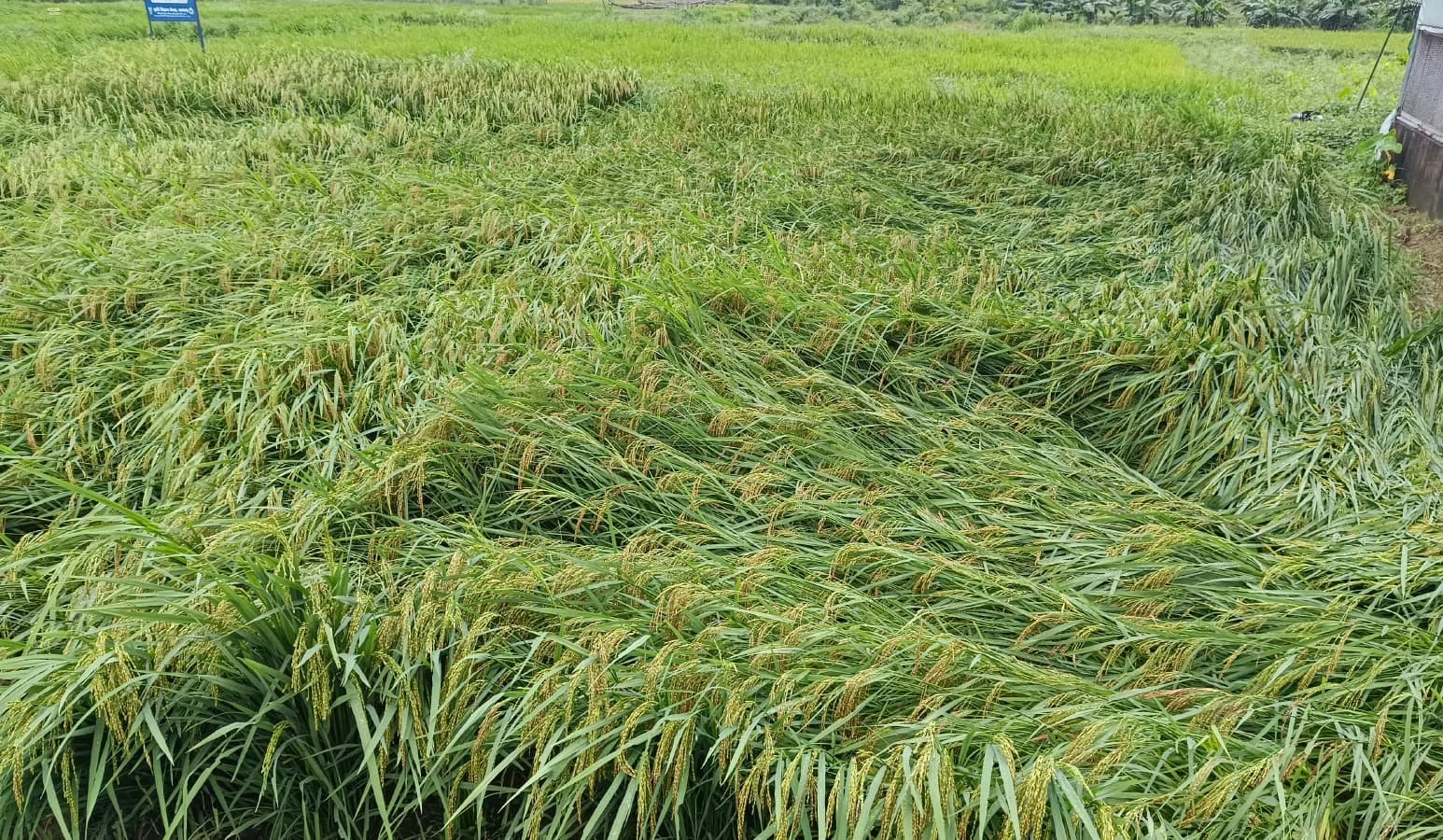 लगातार बारिश और चक्रवाती प्रभाव से फसलों पर खतरा, किसानों को विशेष सावधानी बरतने की सलाह