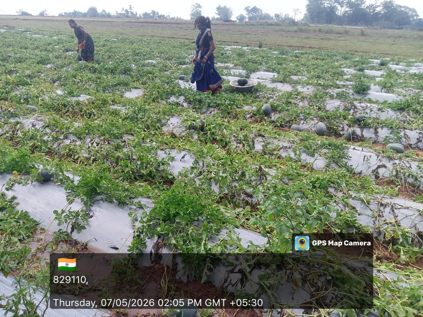 सफलता की नई कहानी: आत्मनिर्भरता की मिसाल बनीं गंगा देवी