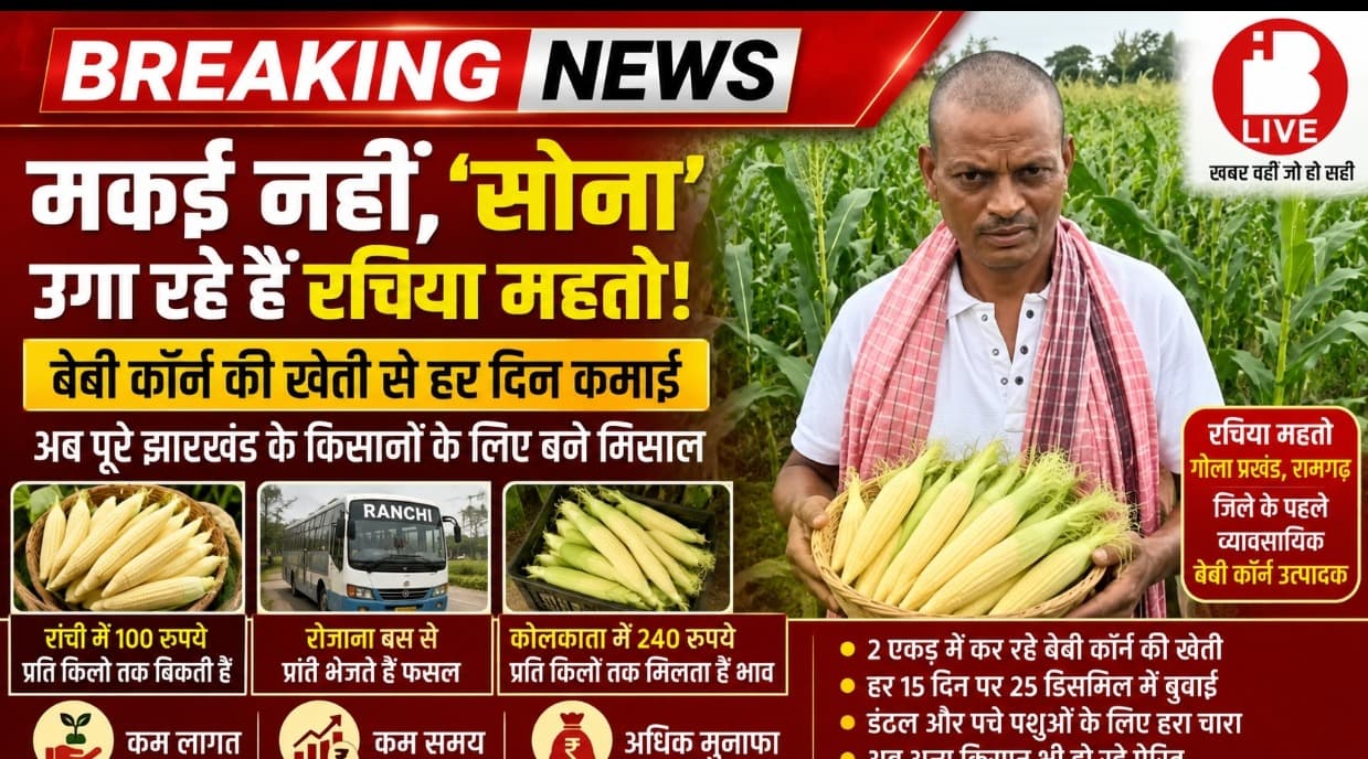मकई नहीं, ‘सोना’ उगा रहे हैं रचिया महतो! बेबी कॉर्न की खेती से हर दिन कमाई, अब पूरे झारखंड के किसानों के लिए बने मिसाल