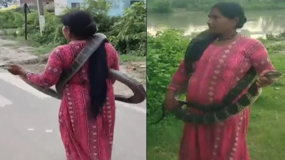 10 फीट के किंग कोबरा को गले में लपेटकर निकली 'स्नेक लेडी', देखते रह गए लोग