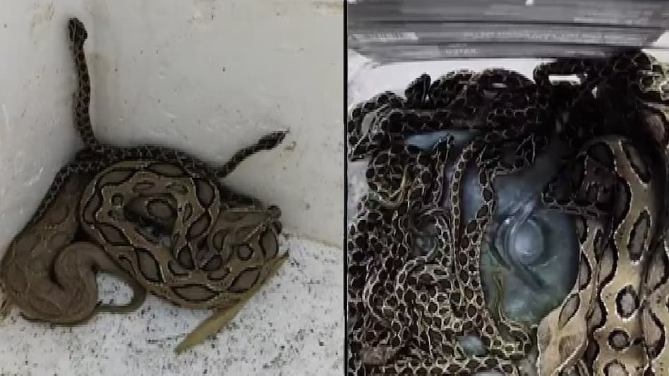 उदयपुर में ट्यूबवेल चेंबर से 23 रसल वाइपर सांपों का सफल रेस्क्यू
