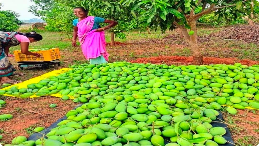 सिमडेगा के आम्रपाली आमों की मिठास ने लंदन में रचा इतिहास