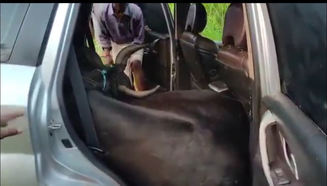 रामगढ़ः तीन गौवंशों से लदी SUV दुर्घटनाग्रस्त, गौ तस्करी के आरोपों ने पकड़ा तूल