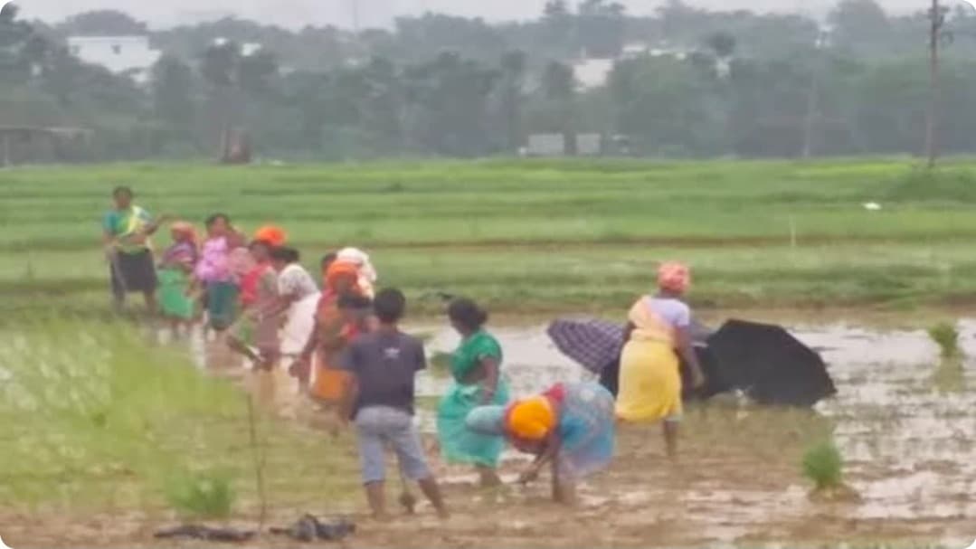 झारखंड में मानसून की बेरुखी से खरीफ खेती पर संकट, 31 जुलाई तक 43.55% ही धान का आच्छादन