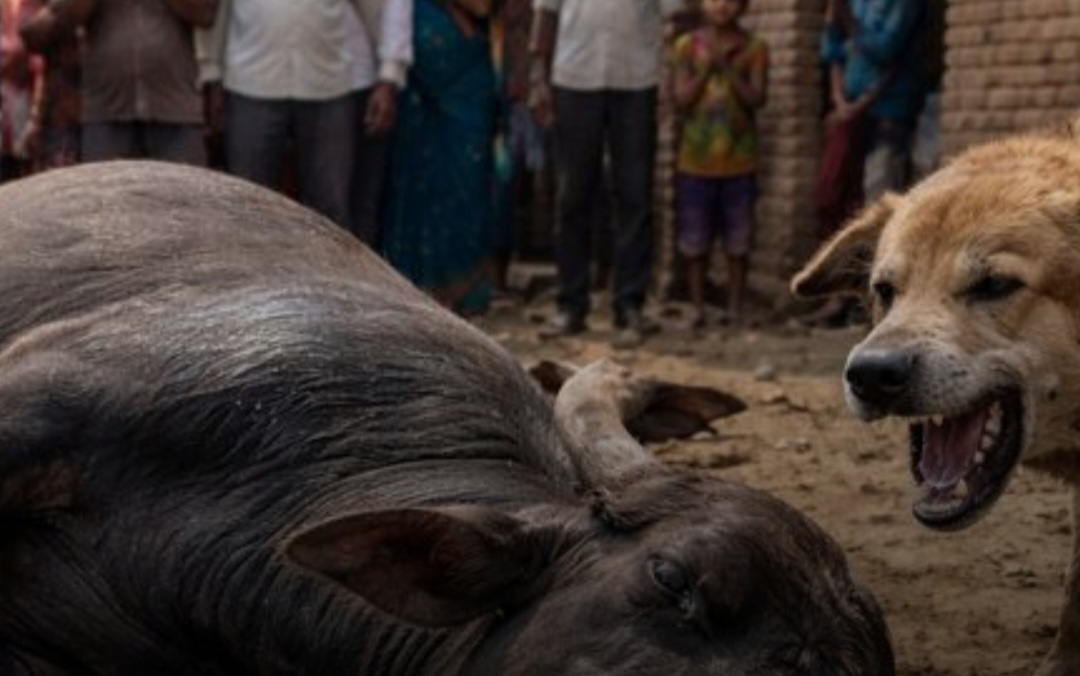 बदायूं में भैंस की मौत से फैली दहशत: तेरहवीं भोज में रायता खाने वाले 200 ग्रामीणों ने लगवाया रैबीज का टीका