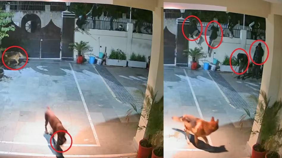 वफादार कुत्तों को मीट का लालच देकर खामोश किया, लोडिंग गाड़ी से आए 8 बदमाशों ने पॉश कॉलोनी में डाली 18 लाख की डकैती