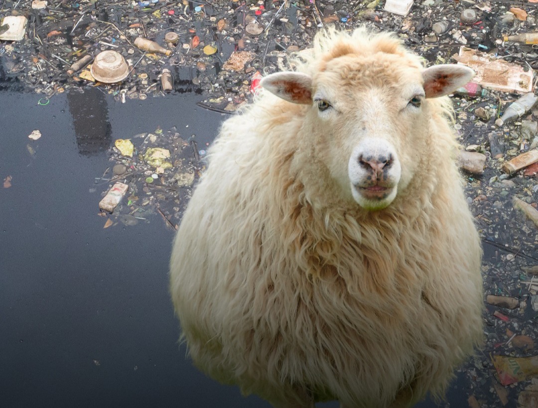 ग्रेटर नोएडा में जहरीला पानी बना मौत का कारण, फैक्ट्री के दूषित पानी से 25 भेड़ों की मौत