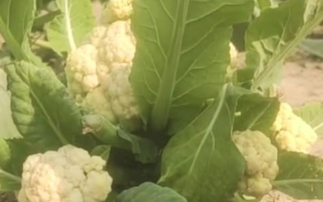 मधेपुरा में प्रकृति का करिश्मा, एक ही पौधे में खिले 6 फूलगोभी, देखने उमड़ी भीड़