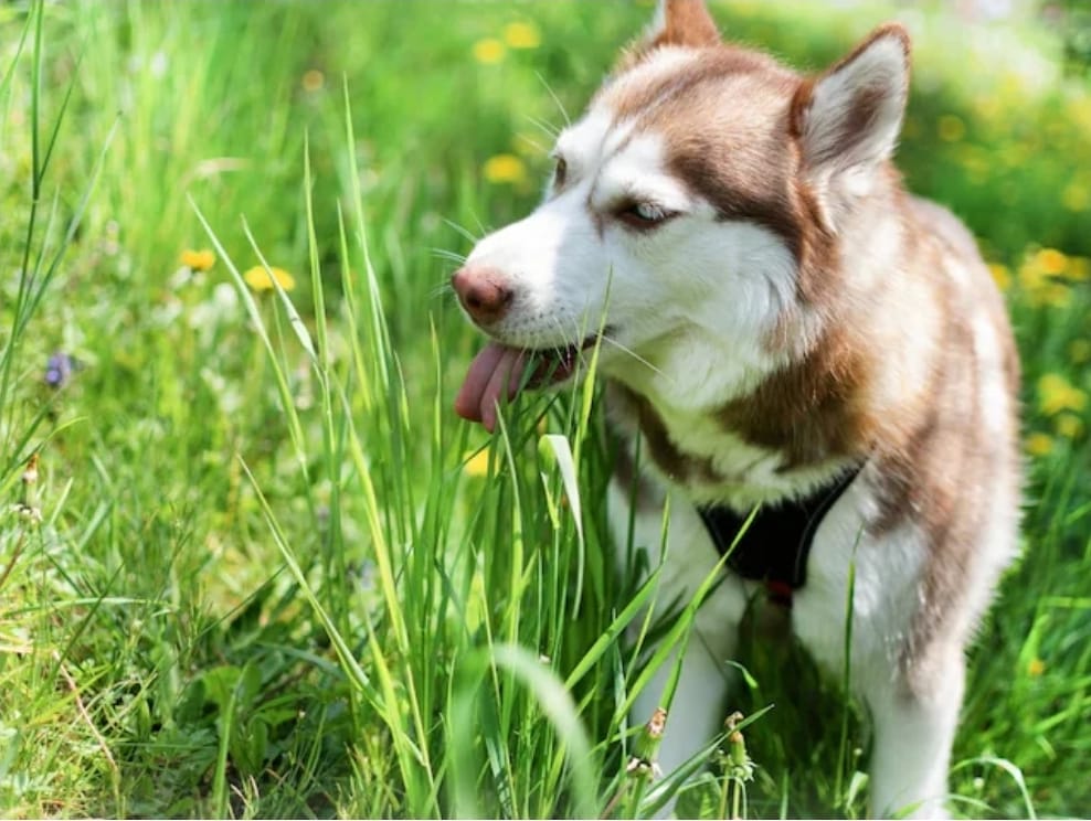 कुत्ते घास क्यों खाते हैं? सिर्फ स्वाद बदलने के लिए नहीं, इसके पीछे छुपी है सेहत से जुड़ी बड़ी वजह
