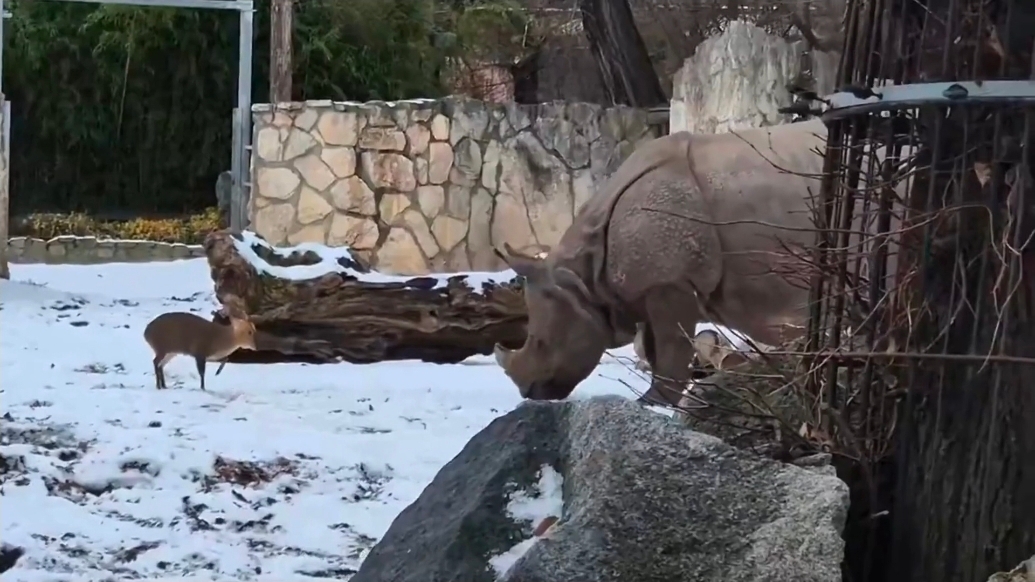 जू में पलट गया जंगल का नियम, नन्हे हिरण ने गैंडे को आंख दिखाकर डराया और भगा दिया