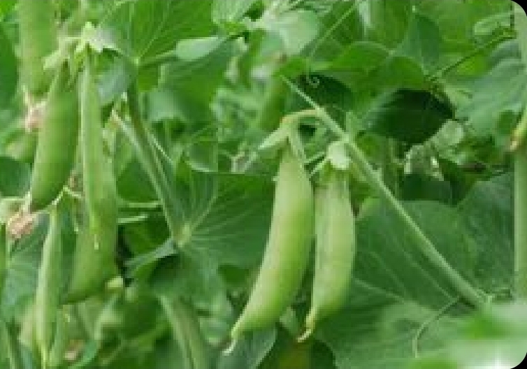 दिल्ली में 4 डिग्री तक गिरा तापमान, ठंड से फसलों पर खतरा, किसानों की बढ़ी चिंता